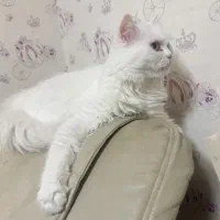 گربه پرشین ۸ماهه ماده