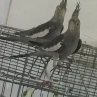 عروس هلندی