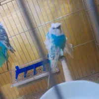 مرغ عشق مولد با جوجه