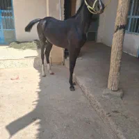 کره مادیان سیاه واکسی