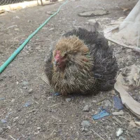 مرغ کرک نژاد دار
