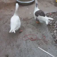 دوعدد غاز