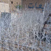حفاظ شاخ گوزنی حفاظ روی دیوار