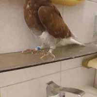 کبوتر سرخ جوجه