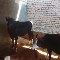 گوساله ماده چاق