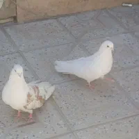 کبوتر دوکت