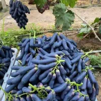 نهال های ‌انگور اتم رویال موندراپ بلک سیدلس گلدانی