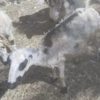 بره