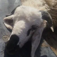 فروش چند حد بره نر او ماده قلمدار