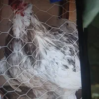خروس‌گلین‌‌