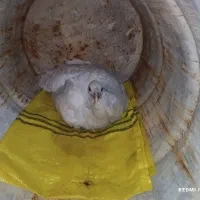 بوقلمون و جوجه بوقلمون