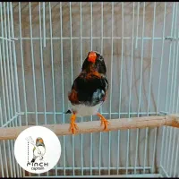 فنچ سیاه و فول اورنج فروش یامعاوضه با آکواریوم