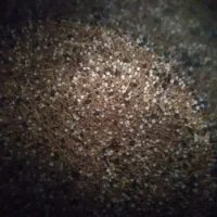 حدودابیست کیلو غذای کفتر دارم