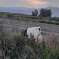 بز پاکستان دوقلو زا
