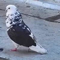 کبوتر