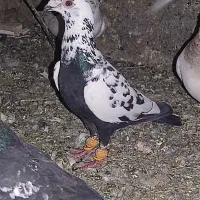 کبوتر بوم