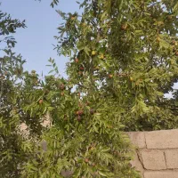 عناب