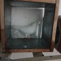 کبوتر گرفتنی