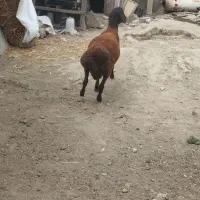 بره