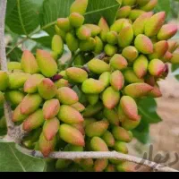 خریدوفروش پسته کال
