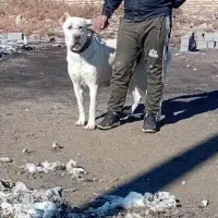 سگ ماده