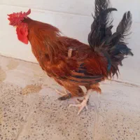 خروس‌فروشی