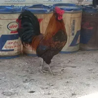 خروس گلین لری