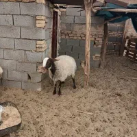 میش وتغل