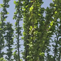 باغ به مساحت ۲۰۰۰ متر