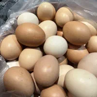 فروش تخم مرغ محلی