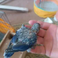کوتوله سرلاکین آبی