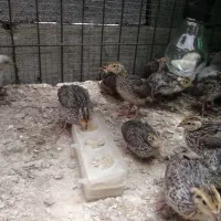 جوجه بلدرچین 20 روزه