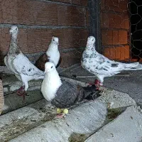 یه جفت سار هفت‌رنگ وشکلاتی درجه 1