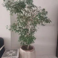 درختچه بنجامین ابلق