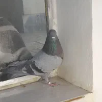 کبوتر