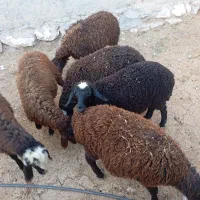 شش راس بره چهار تا نر دوتا ماده