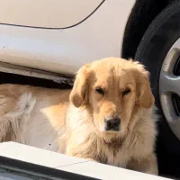 پت گلدن