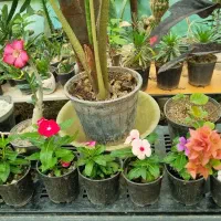 حراج گل|گل و گیاه طبیعی|بهار, |دیوار