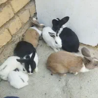 خرگوش