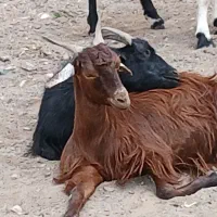۲۰راس کولار