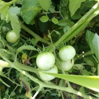 گوجه برا ترشی