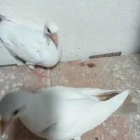 دم زرد دم سیاه