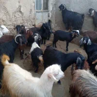 چند عدد بز غاله کشتاری