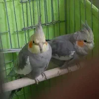عروس هلندی سینامون