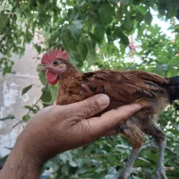 مرغ و خروس لری