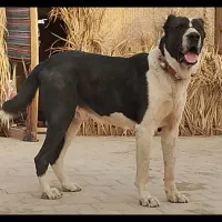 سگ گله|سگ|یزد, |دیوار