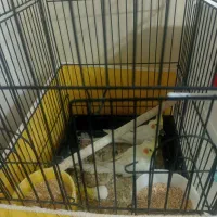 جفت عروس هلندی لوتینو مولد