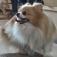 فروش پامر ماده شناسنامه دار تربیت شده