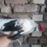 خروس گلین