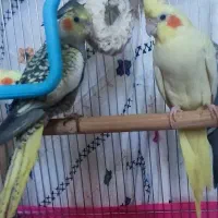 پرنده دوماهه